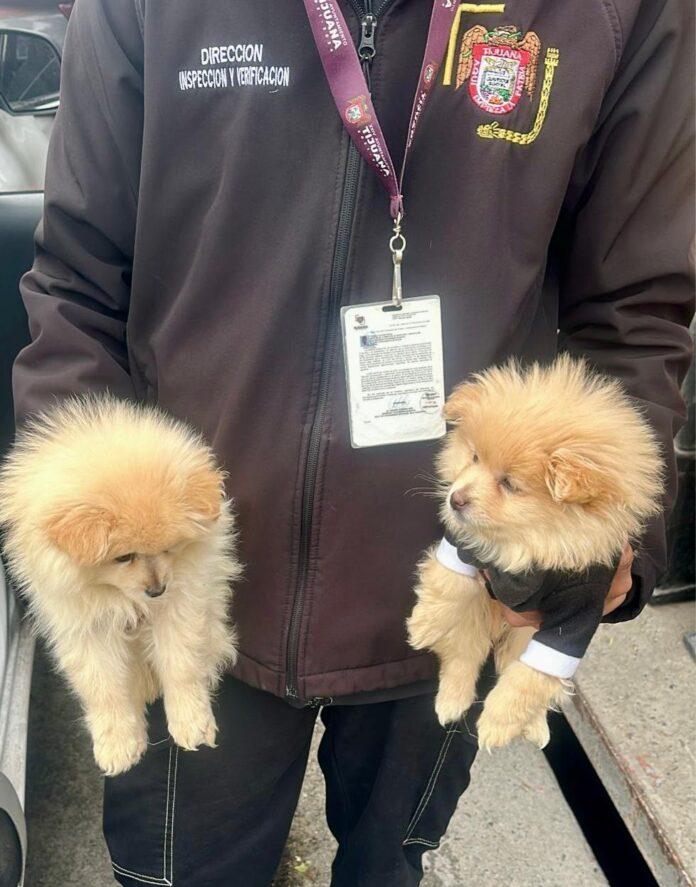 Rescata Gobierno Municipal de Tijuana a dos caninos en situación de riesgo en la delegación La Mesa