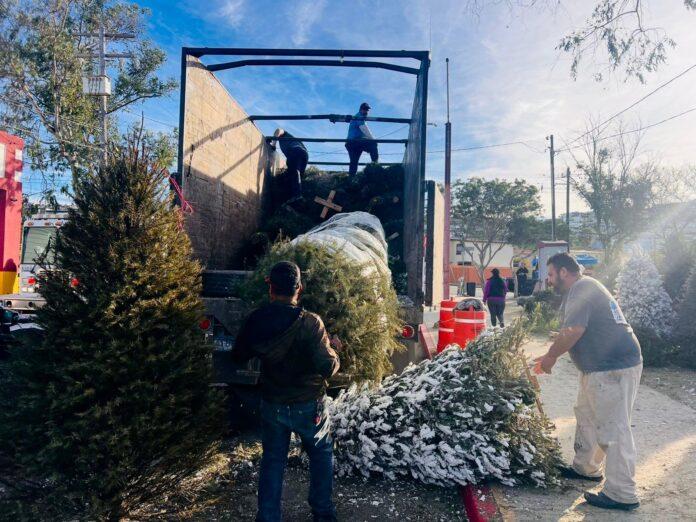 Recaba Gobierno Municipal de Tijuana más de 2 mil árboles como parte de la campaña de reciclaje