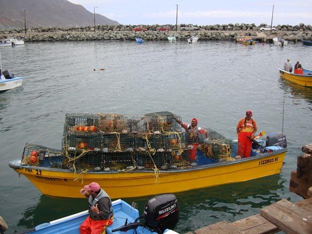 INICIA VEDA DE LA LANGOSTA ROJA DEL PACÍFICO.lasnoticias.info