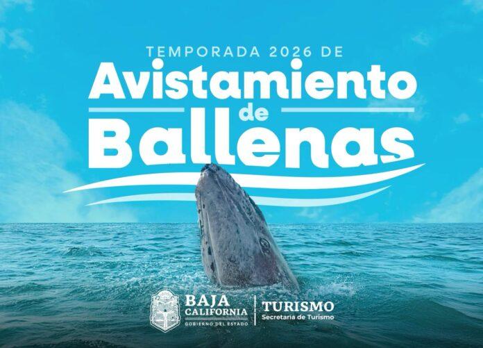 INVITA TURISMO A DISFRUTAR EL AVISTAMIENTO DE BALLENA GRIS EN ENSENADA.lasnoticias.info