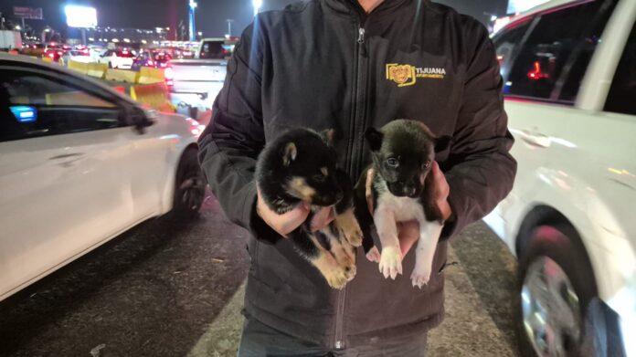 Rescata Gobierno Municipal de Tijuana a dos cachorros que eran comercializados en las inmediaciones de la Garita de San Ysidro