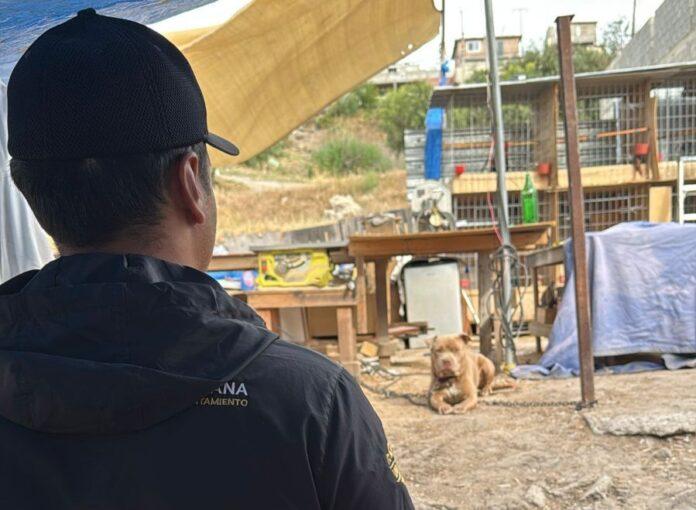 Atiende Gobierno de Tijuana denuncia ciudadana por presunto maltrato animal