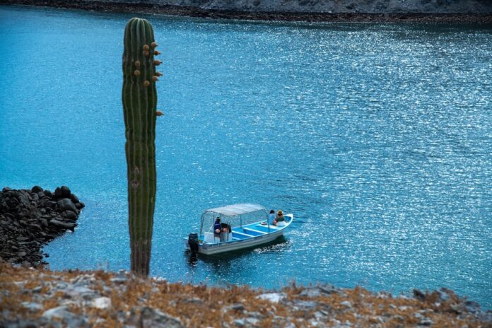 BAJA CALIFORNIA INICIA LA TEMPORADA DE NADO Y AVISTAMIENTO DE TIBURÓN BALLENA EN BAHÍA DE LOS ÁNGELES.lasnoticias.info