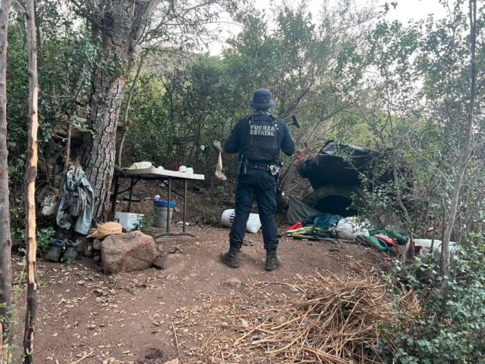 DESTRUYE FUERZA ESTATAL DOS PLANTACIONES DE MARIHUANA; SE UBICARON EN LOS LÍMITES DE TIJUANA Y PLAYAS DE ROSARITO.lasnoticias.info