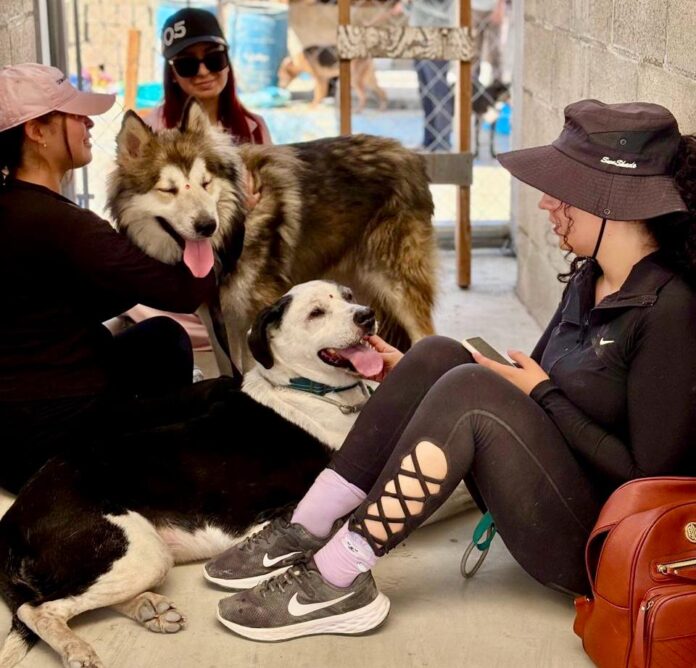 Promueve Gobierno Municipal de Tijuana la adopción responsable de perros y gatos Promueve Gobierno Municipal de Tijuana la adopción responsable de perros y gatos
